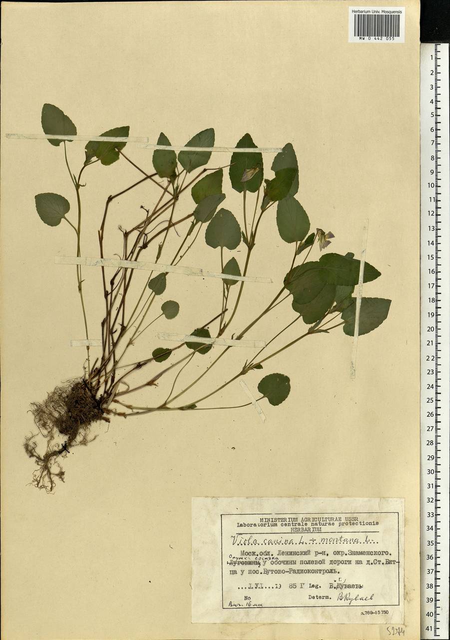 Viola canina subsp. ruppii (All.) Schübl. & G. Martens, Eastern Europe, Moscow region (E4a) (Russia)