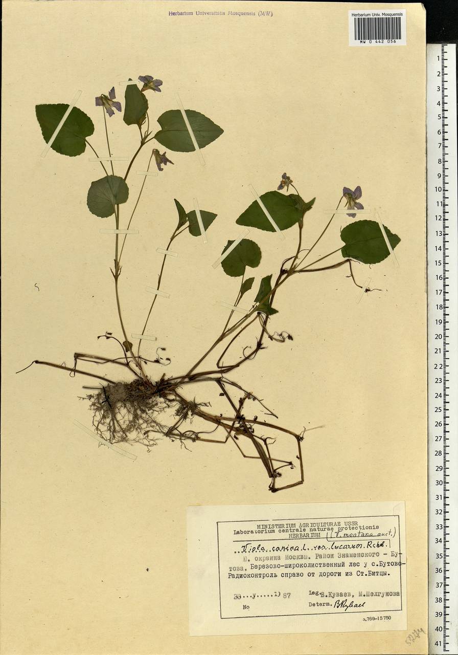 Viola canina subsp. ruppii (All.) Schübl. & G. Martens, Eastern Europe, Moscow region (E4a) (Russia)