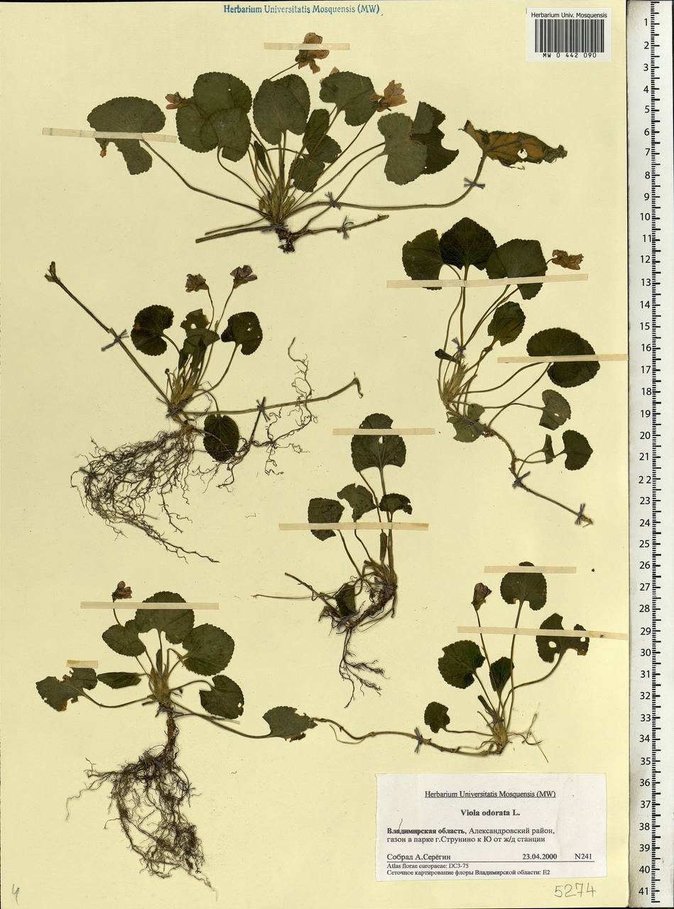 Viola odorata L., Eastern Europe, Central region (E4) (Russia)