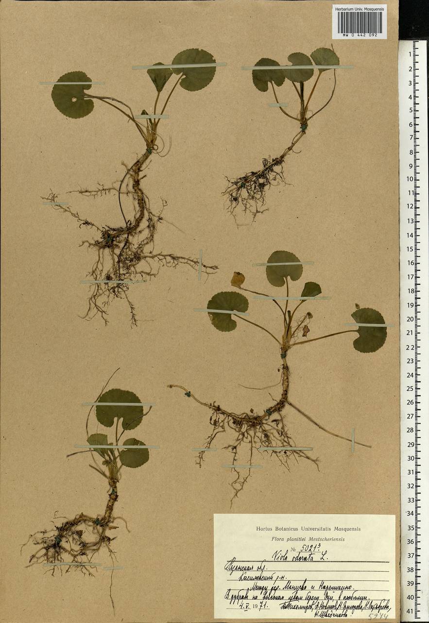 Viola odorata L., Eastern Europe, Central region (E4) (Russia)