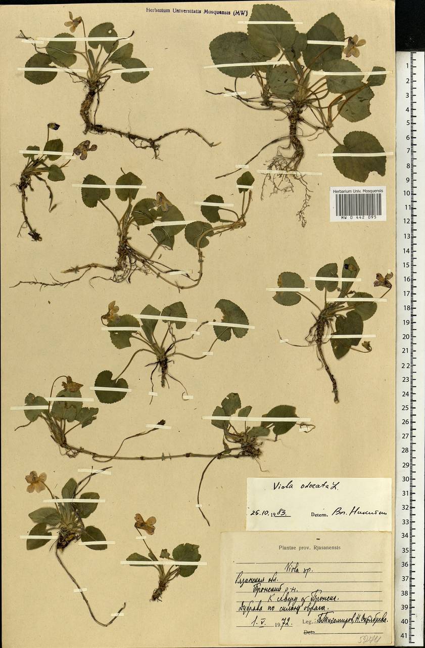 Viola odorata L., Eastern Europe, Central region (E4) (Russia)