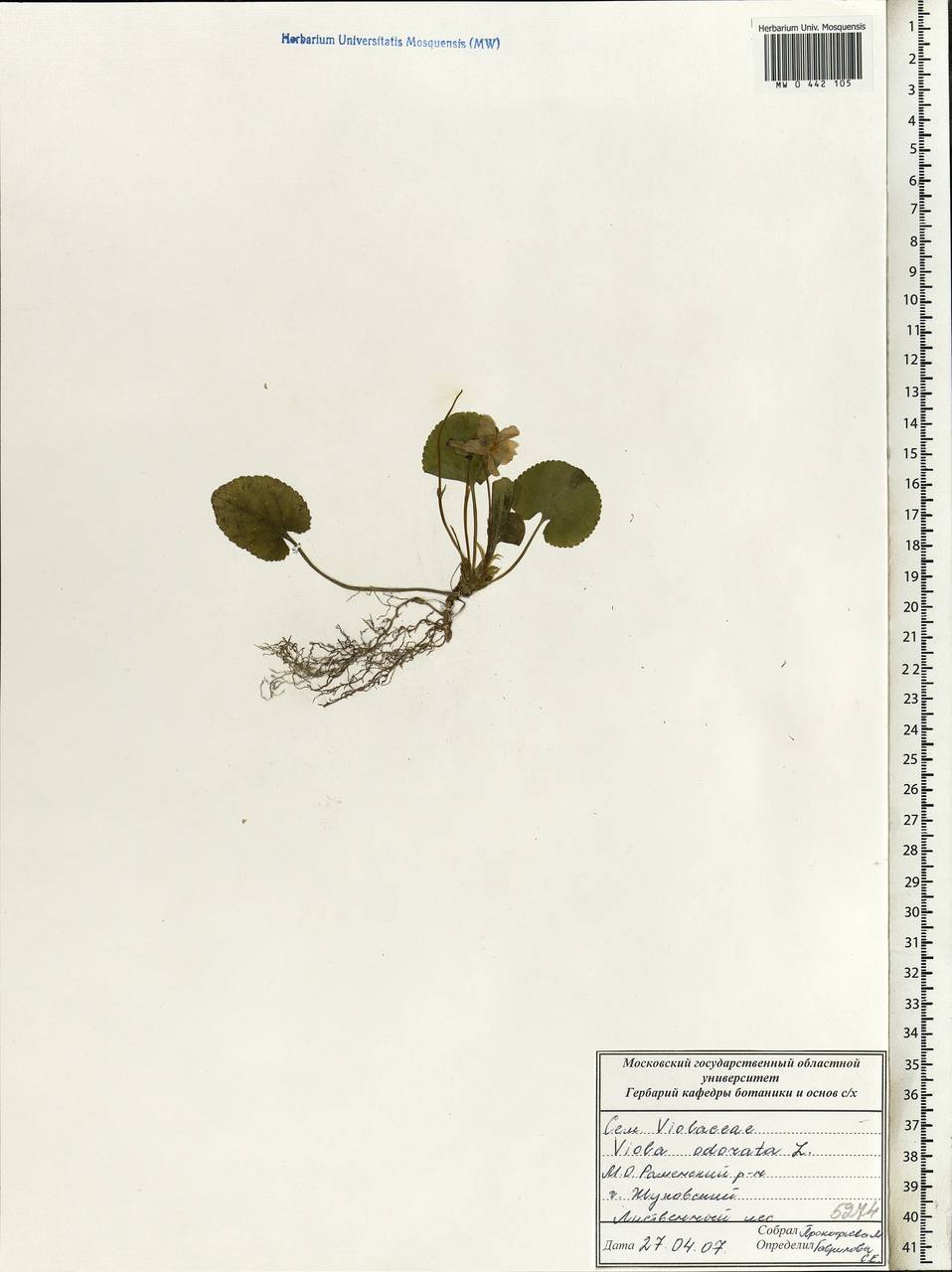 Viola odorata L., Eastern Europe, Moscow region (E4a) (Russia)