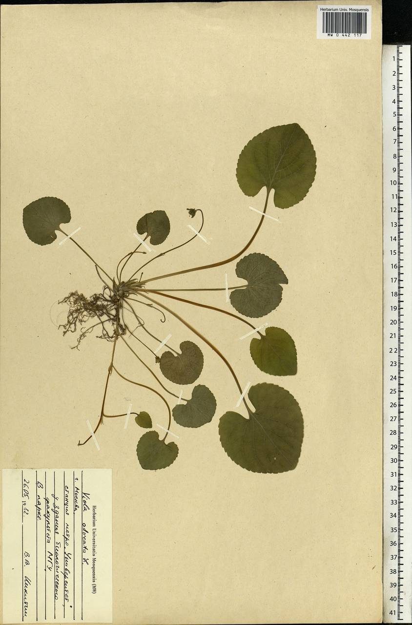 Viola odorata L., Eastern Europe, Moscow region (E4a) (Russia)