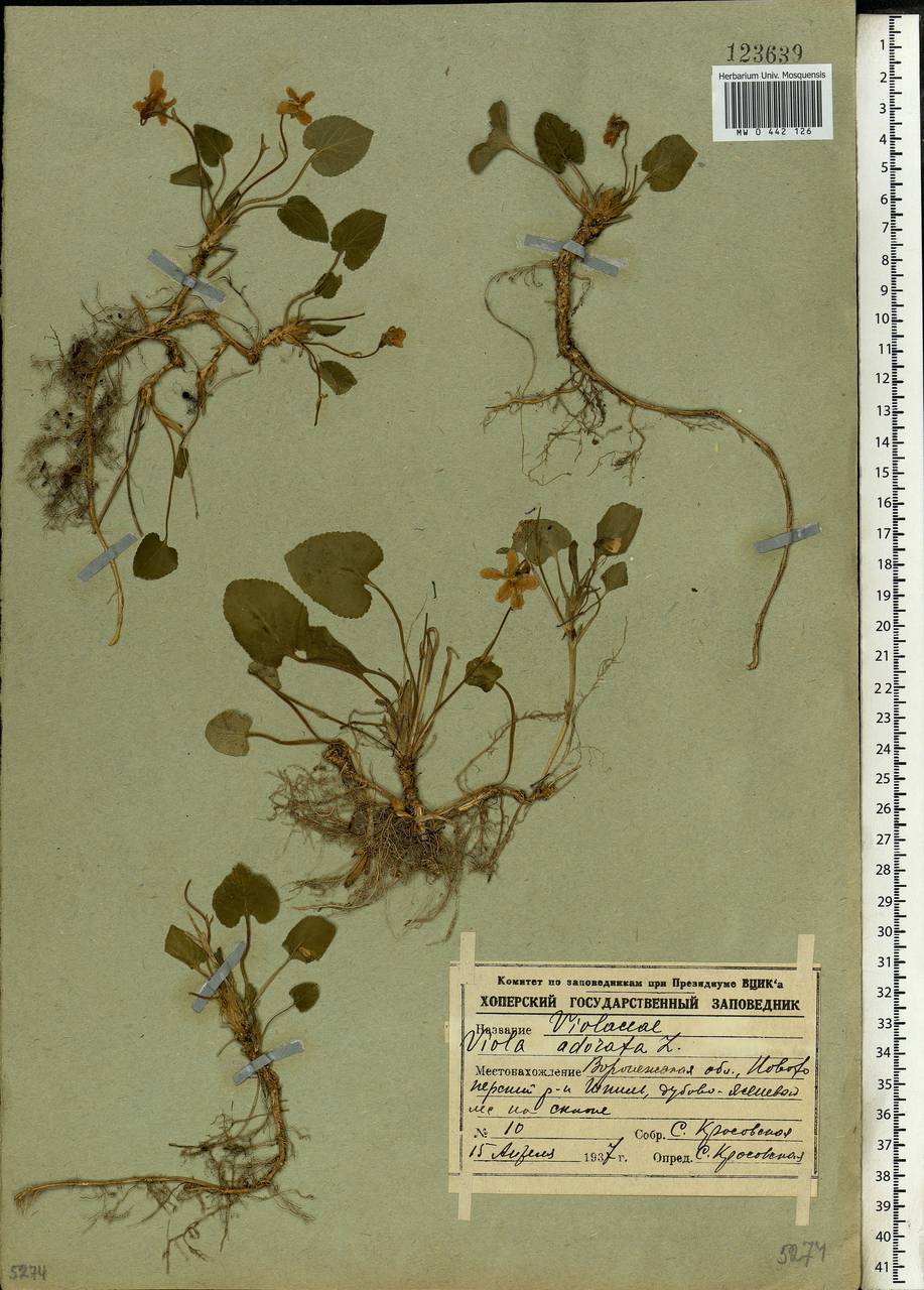 Viola odorata L., Eastern Europe, Central forest-and-steppe region (E6) (Russia)