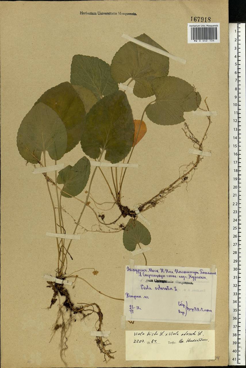 Viola odorata L., Eastern Europe, Central forest-and-steppe region (E6) (Russia)