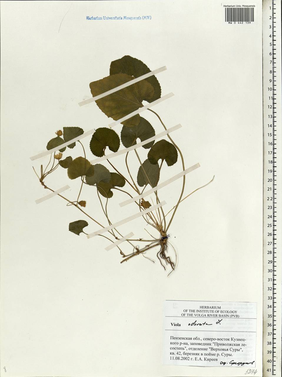 Viola odorata L., Eastern Europe, Middle Volga region (E8) (Russia)