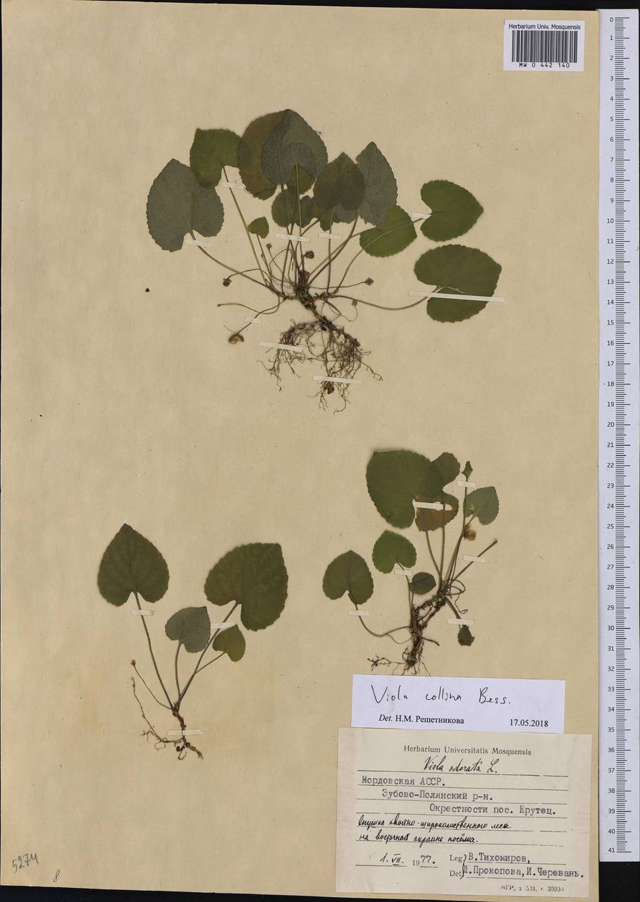 Viola collina Besser, Eastern Europe, Middle Volga region (E8) (Russia)
