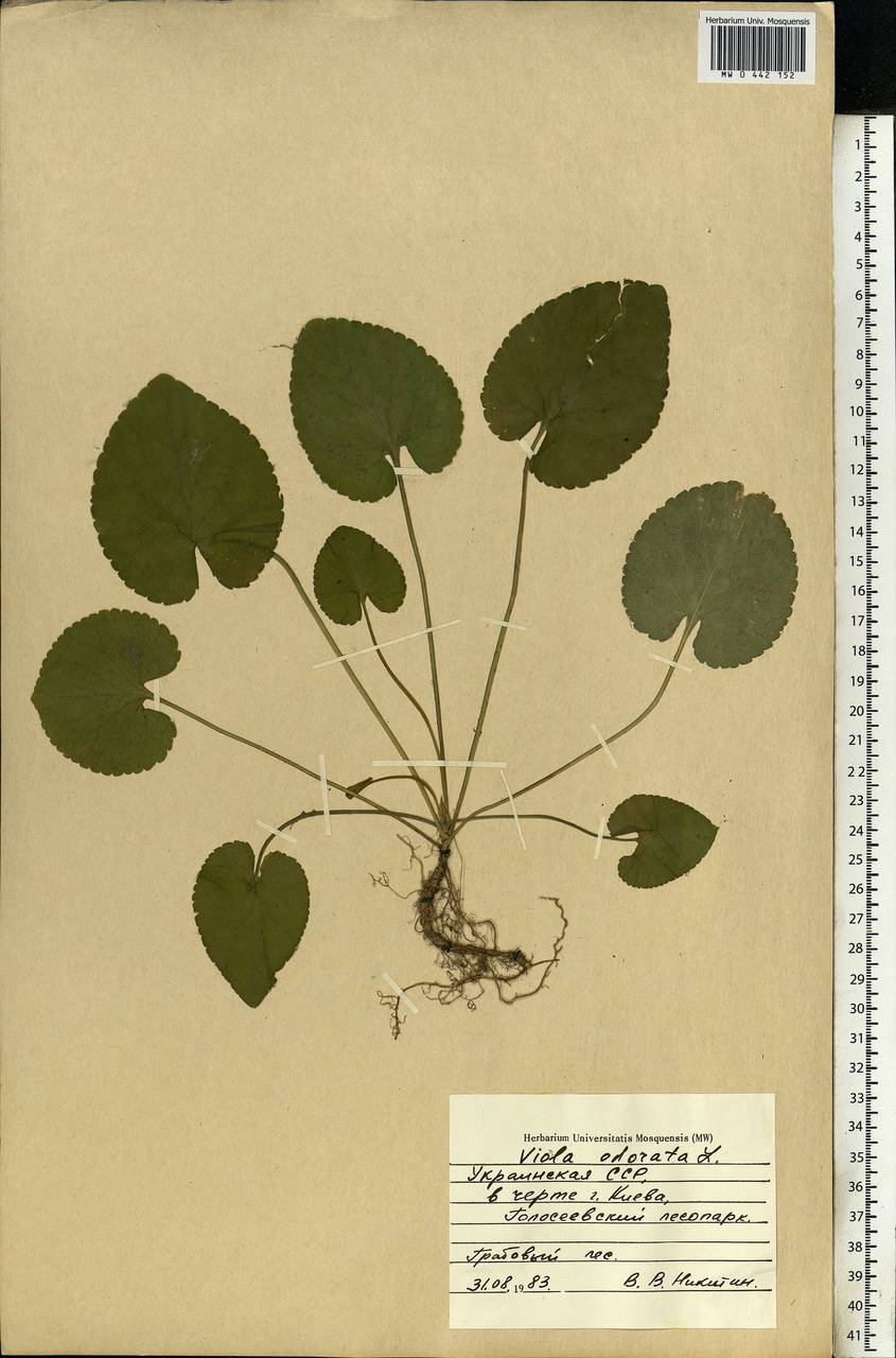 Viola odorata L., Eastern Europe, North Ukrainian region (E11) (Ukraine)