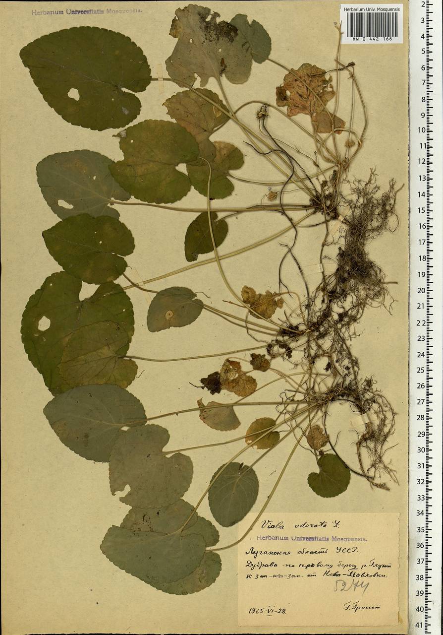 Viola odorata L., Eastern Europe, North Ukrainian region (E11) (Ukraine)