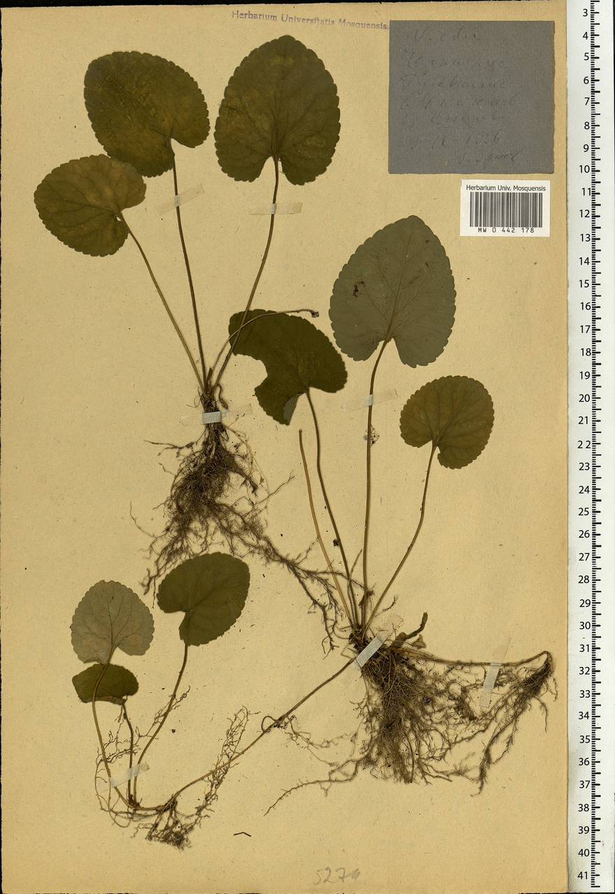 Viola odorata L., Eastern Europe, South Ukrainian region (E12) (Ukraine)