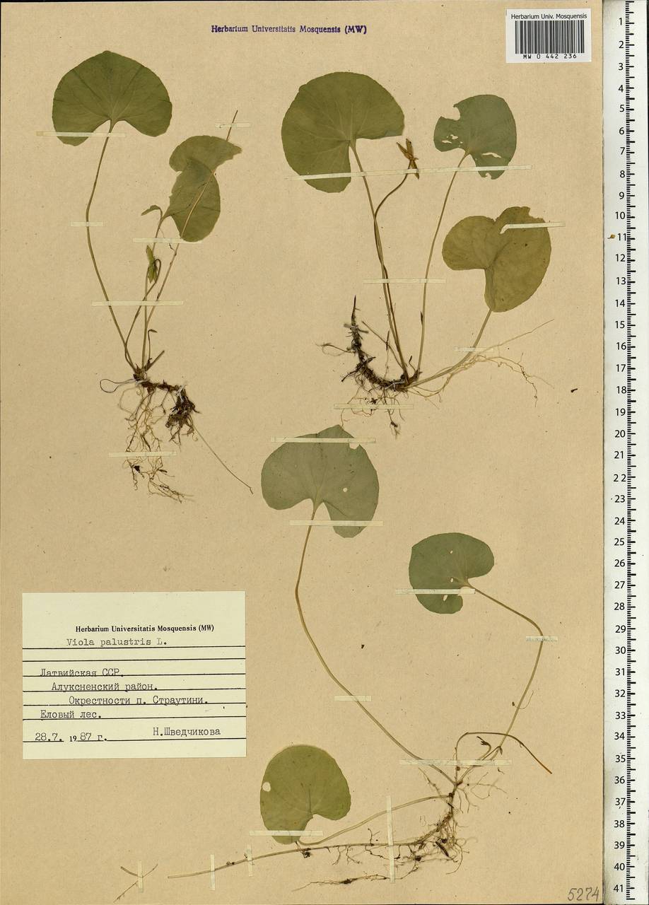 Viola palustris L., Eastern Europe, Latvia (E2b) (Latvia)