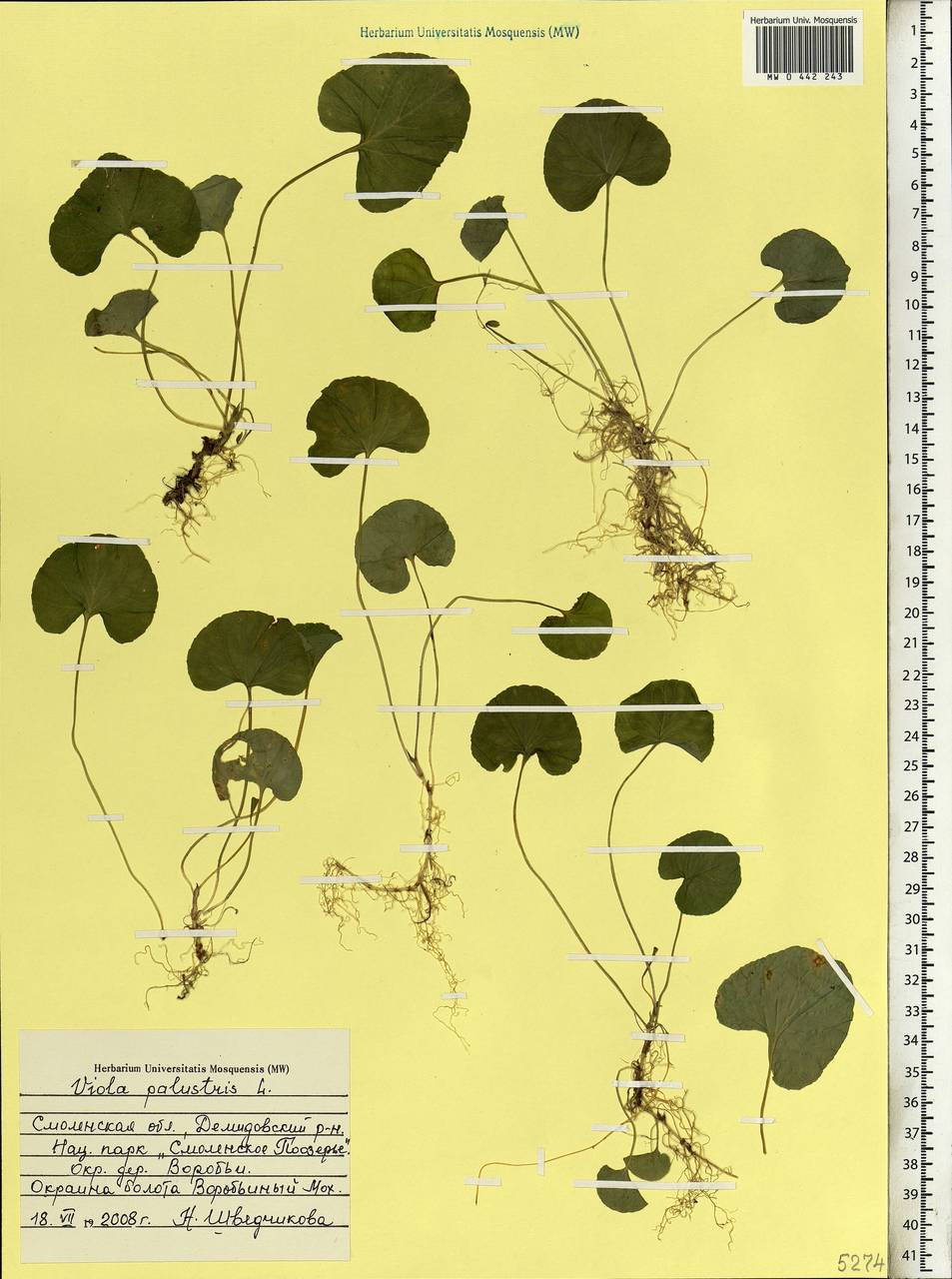 Viola palustris L., Eastern Europe, Western region (E3) (Russia)