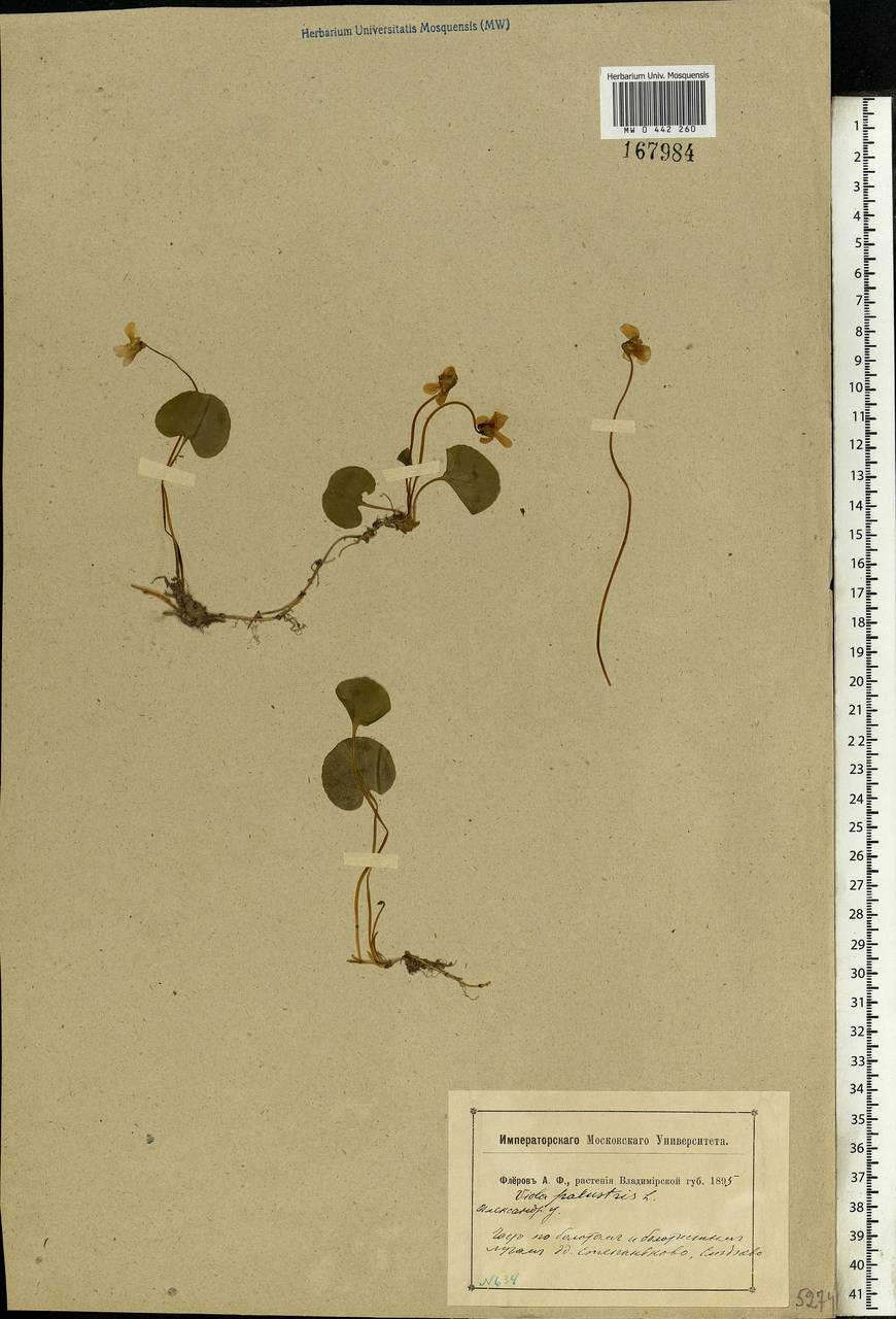 Viola palustris L., Eastern Europe, Central region (E4) (Russia)