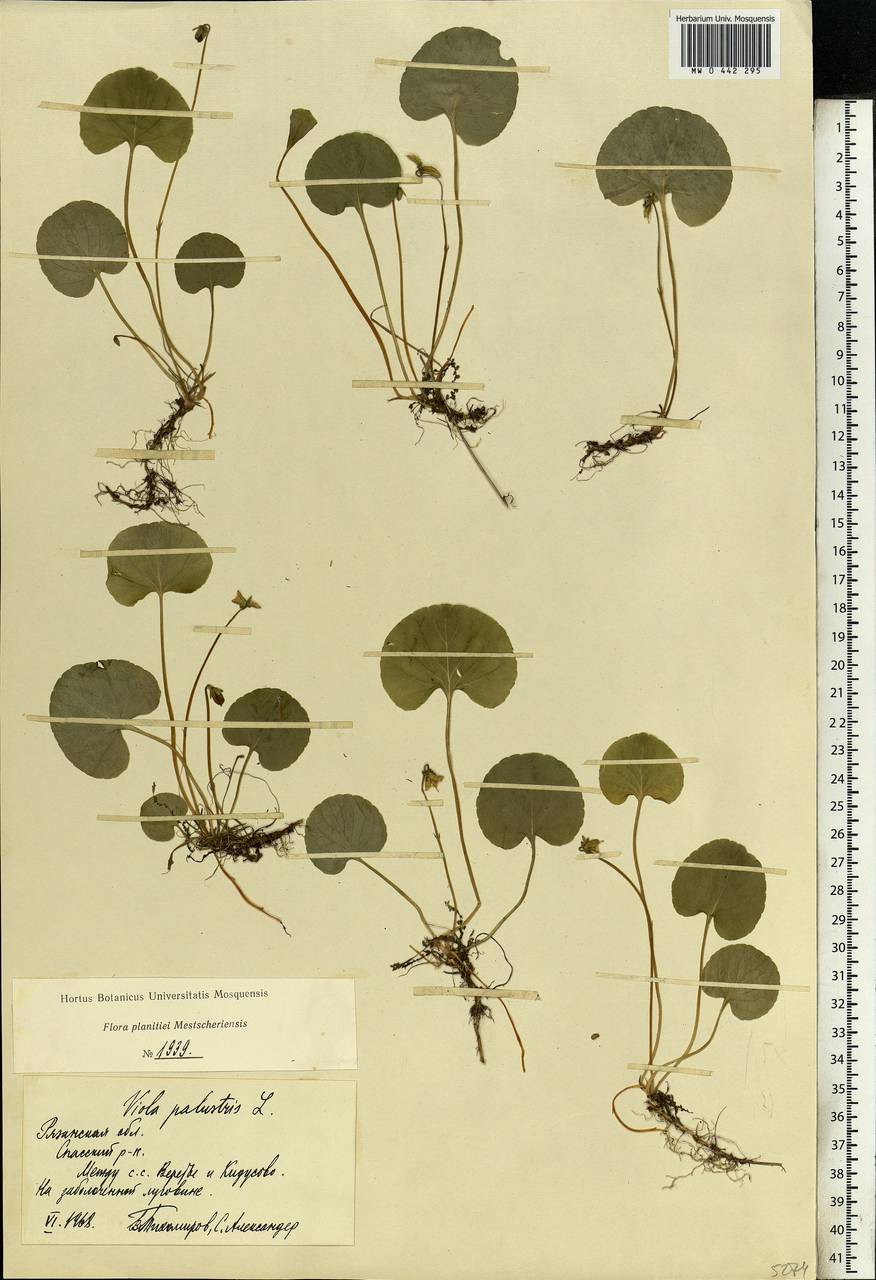 Viola palustris L., Eastern Europe, Central region (E4) (Russia)