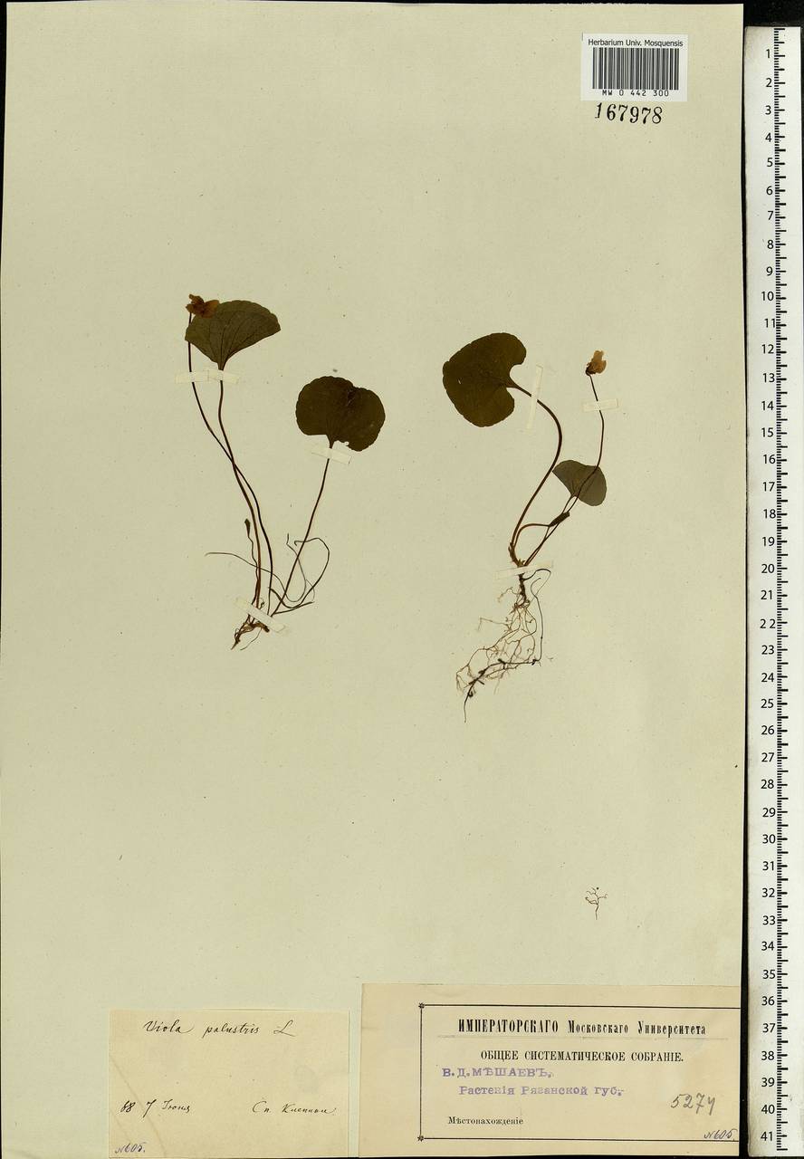 Viola palustris L., Eastern Europe, Central region (E4) (Russia)