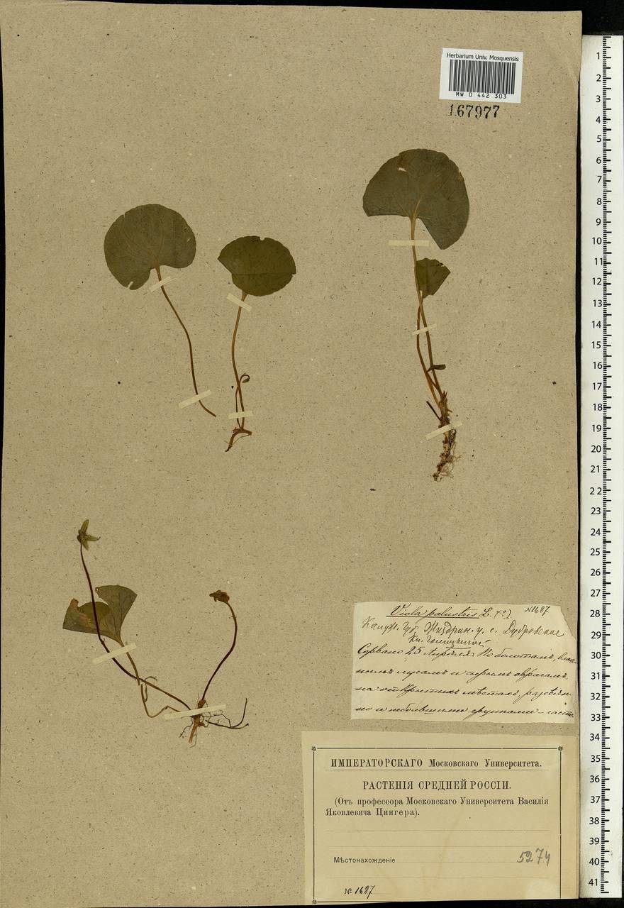 Viola palustris L., Eastern Europe, Central region (E4) (Russia)