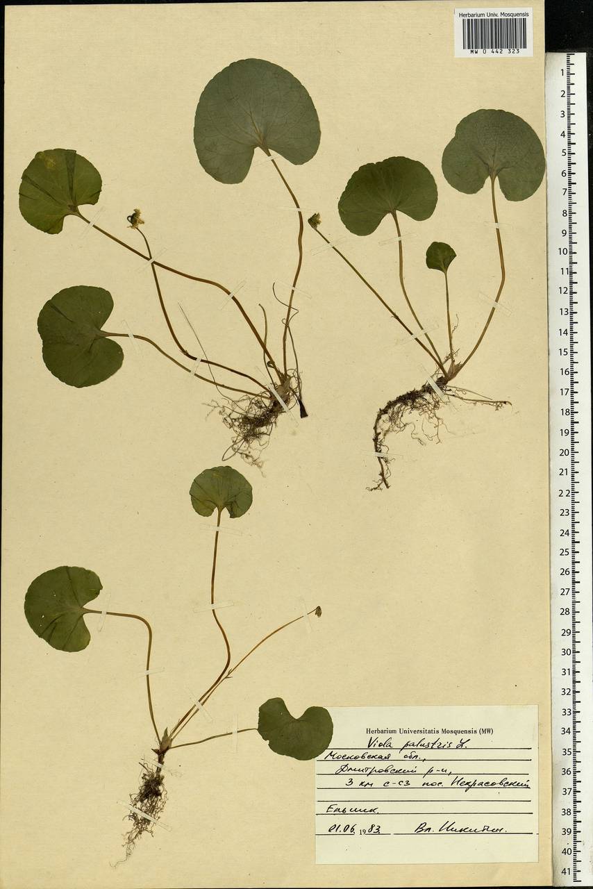 Viola palustris L., Eastern Europe, Moscow region (E4a) (Russia)
