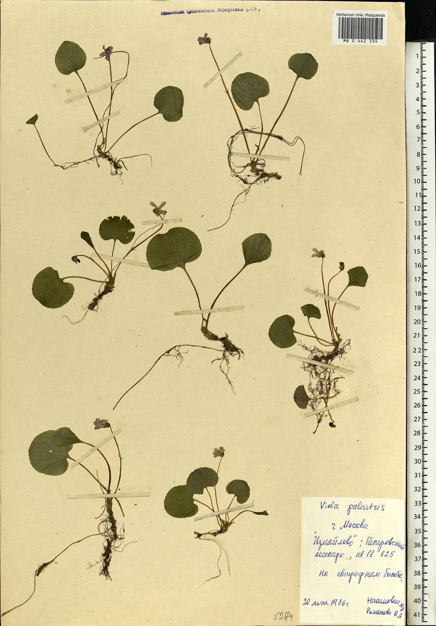 Viola palustris L., Eastern Europe, Moscow region (E4a) (Russia)