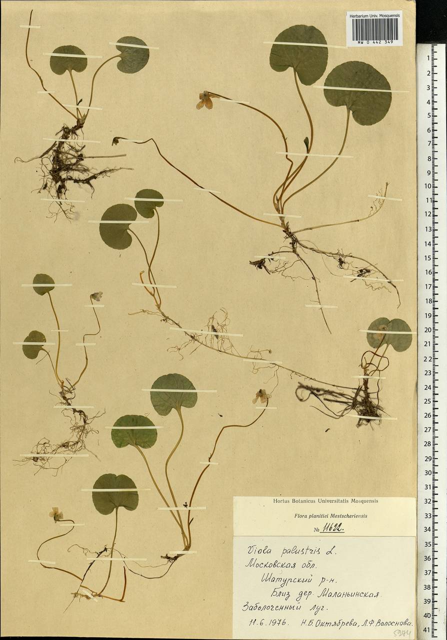 Viola palustris L., Eastern Europe, Moscow region (E4a) (Russia)