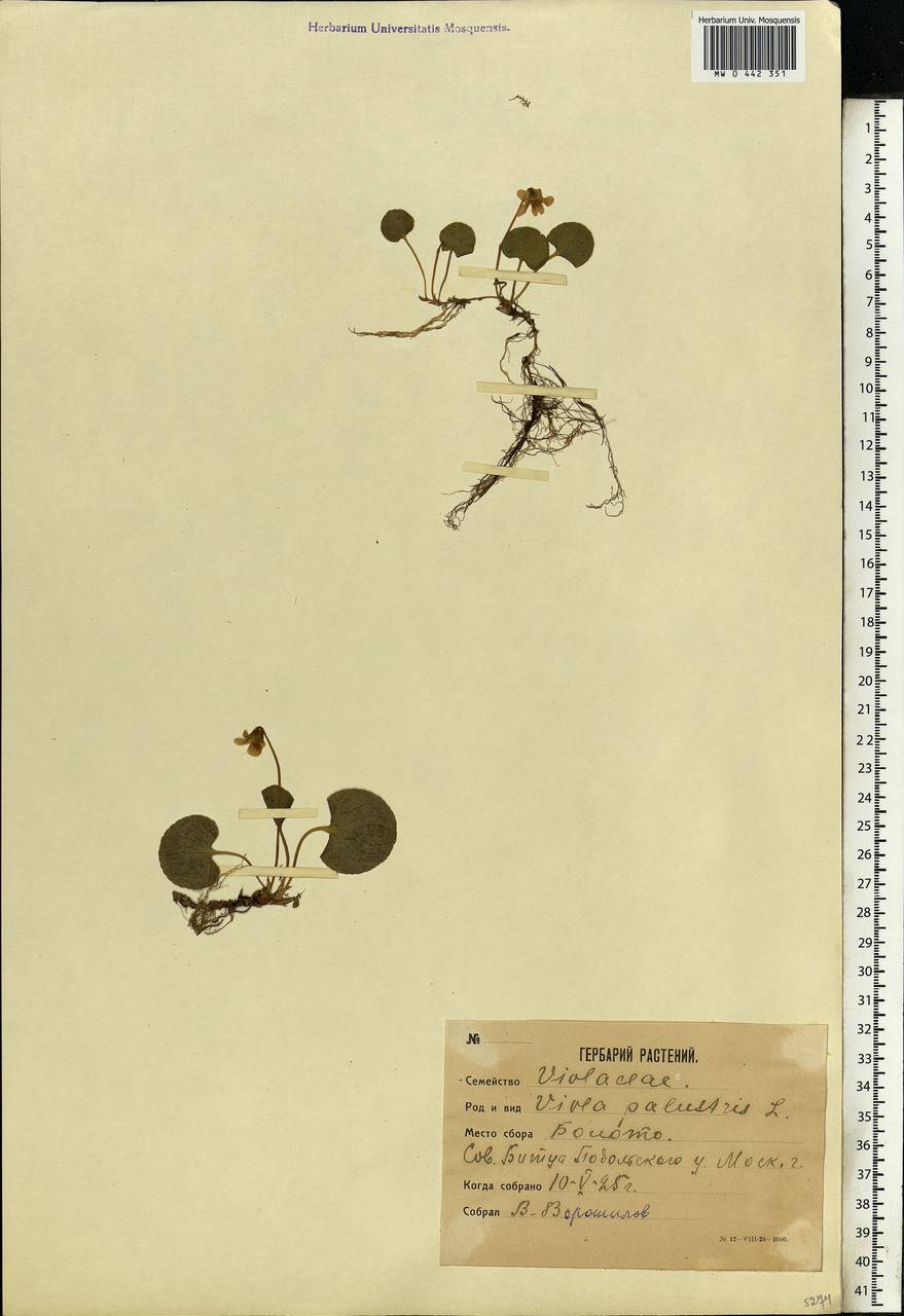 Viola palustris L., Eastern Europe, Moscow region (E4a) (Russia)