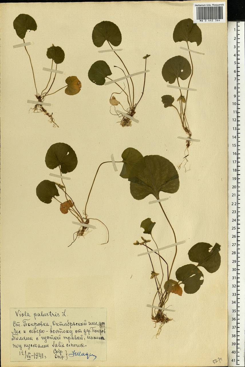 Viola palustris L., Eastern Europe, Moscow region (E4a) (Russia)