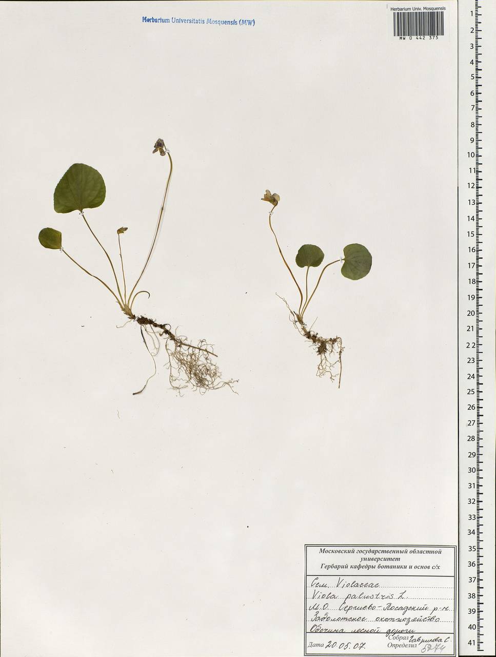 Viola palustris L., Eastern Europe, Moscow region (E4a) (Russia)