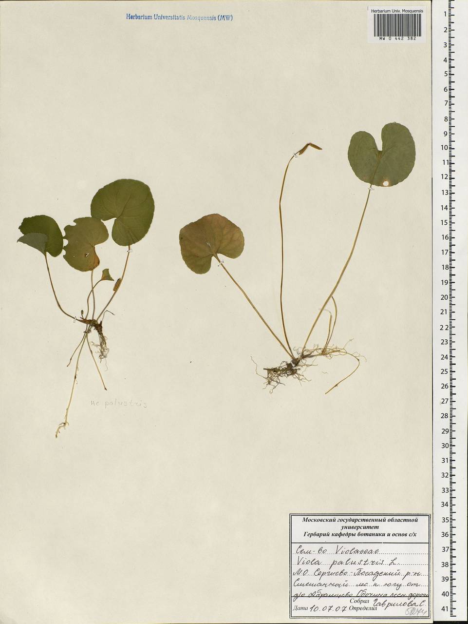 Viola palustris L., Eastern Europe, Moscow region (E4a) (Russia)