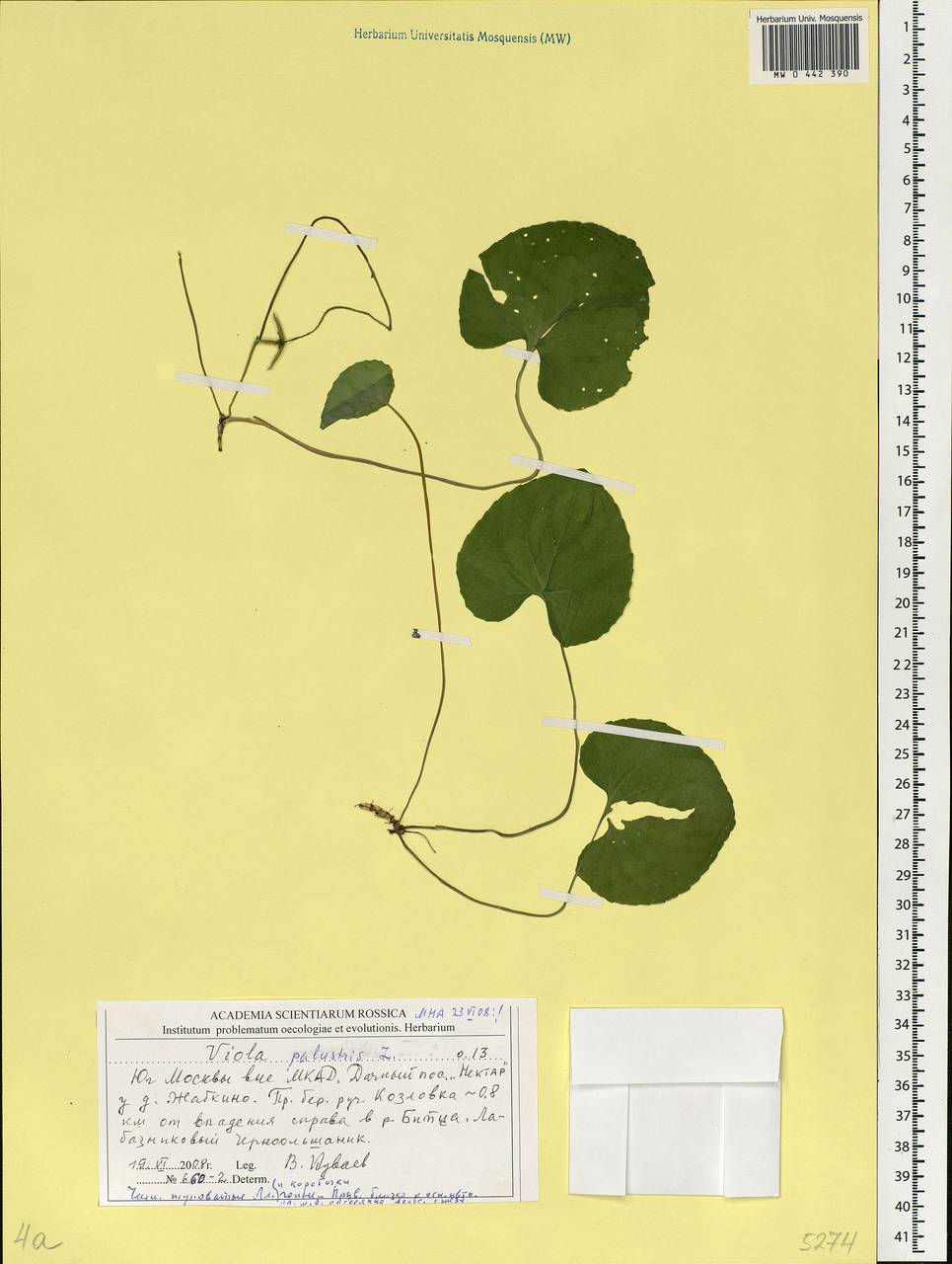 Viola palustris L., Eastern Europe, Moscow region (E4a) (Russia)