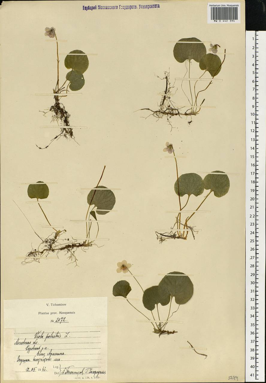 Viola palustris L., Eastern Europe, Moscow region (E4a) (Russia)