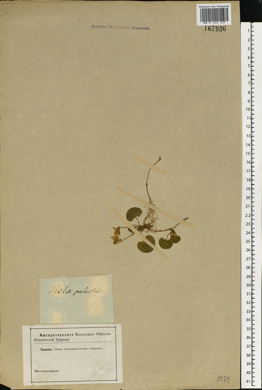 Viola palustris L., Eastern Europe, Central forest-and-steppe region (E6) (Russia)
