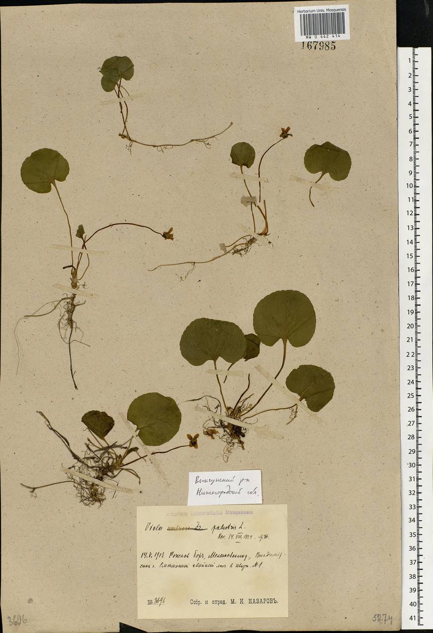 Viola palustris L., Eastern Europe, Volga-Kama region (E7) (Russia)