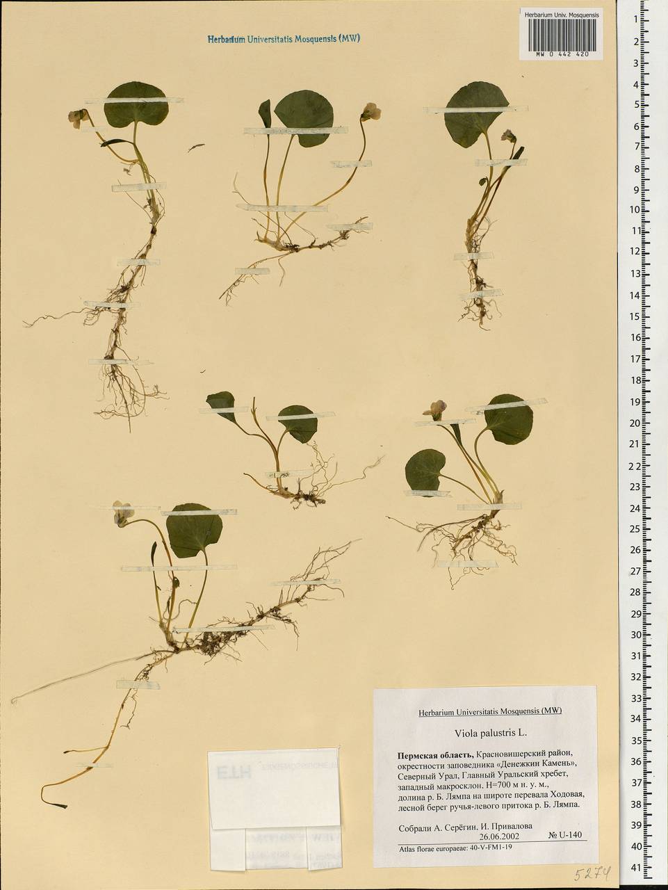 Viola palustris L., Eastern Europe, Eastern region (E10) (Russia)