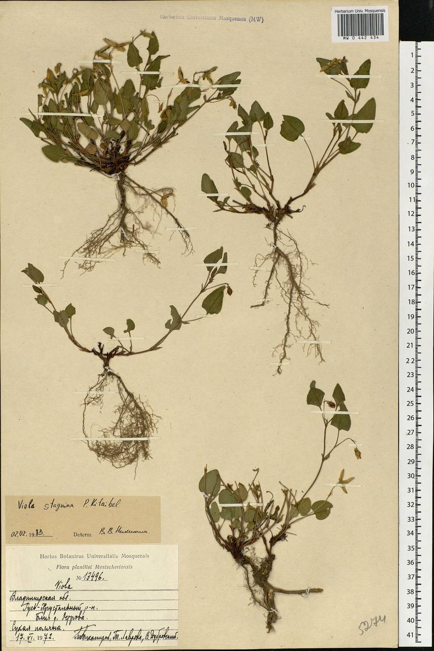 Viola stagnina Kit., Eastern Europe, Central region (E4) (Russia)