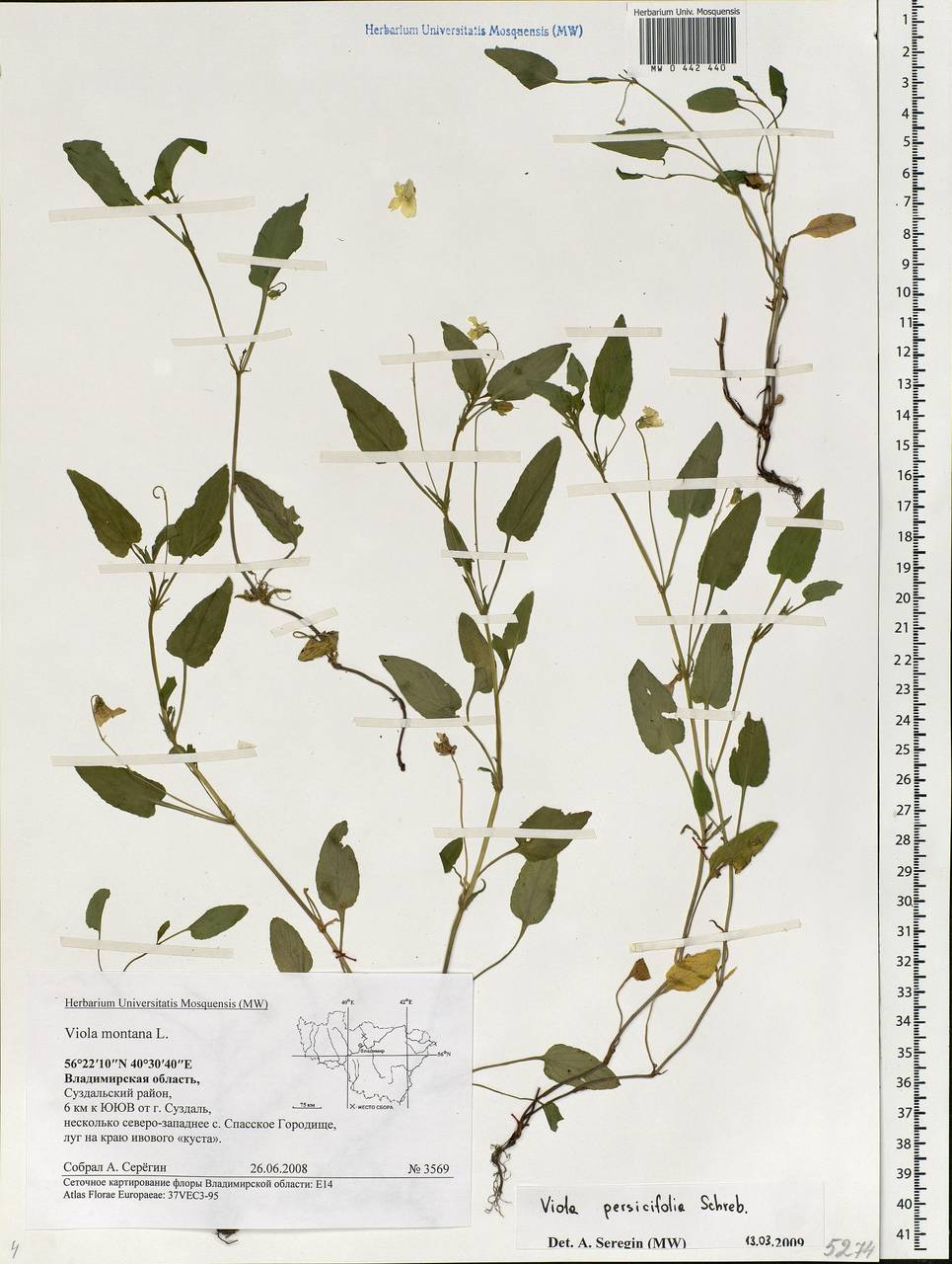 Viola stagnina Kit., Eastern Europe, Central region (E4) (Russia)