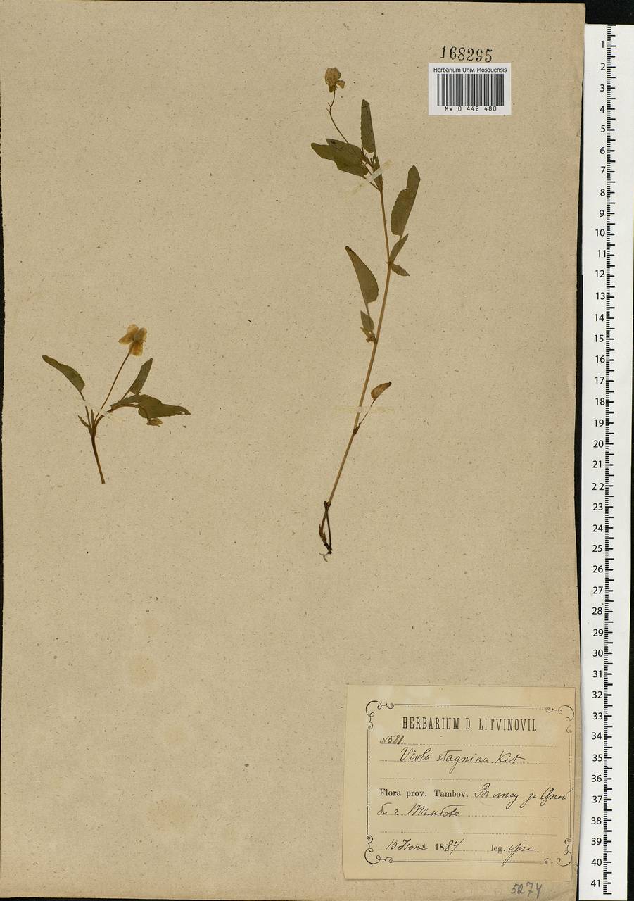 Viola stagnina Kit., Eastern Europe, Central forest-and-steppe region (E6) (Russia)