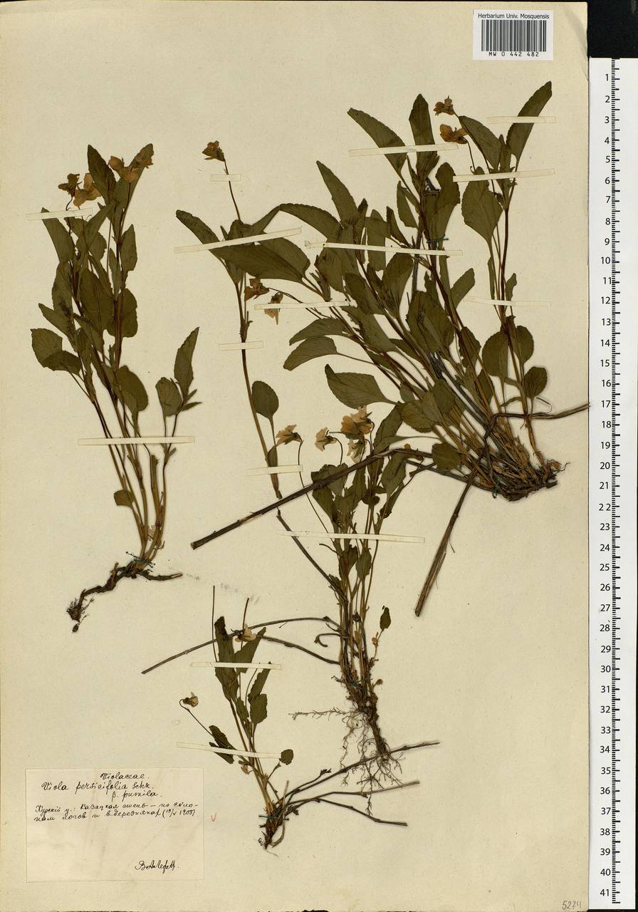 Viola stagnina Kit., Eastern Europe, Central forest-and-steppe region (E6) (Russia)
