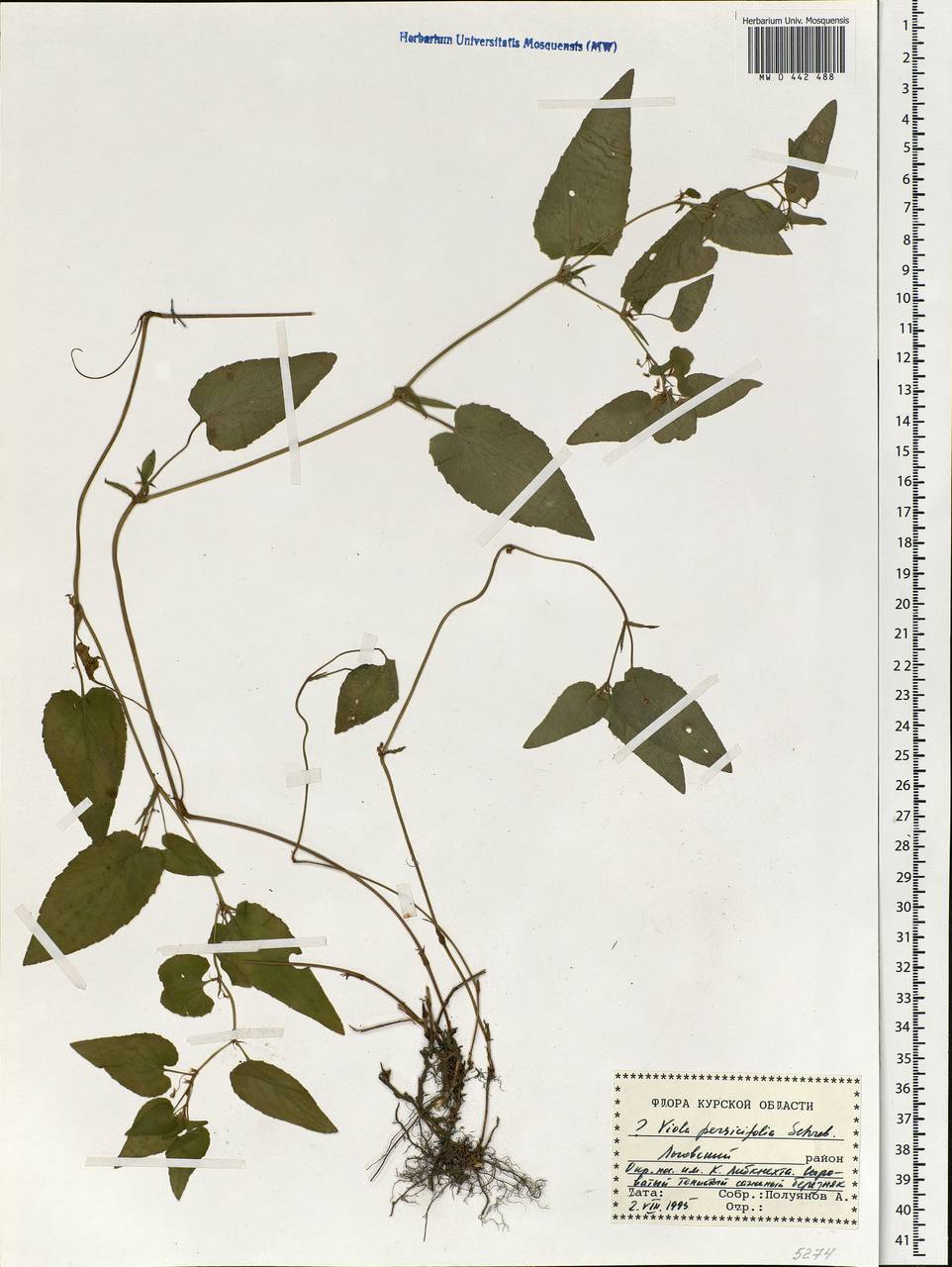 Viola stagnina Kit., Eastern Europe, Central forest-and-steppe region (E6) (Russia)