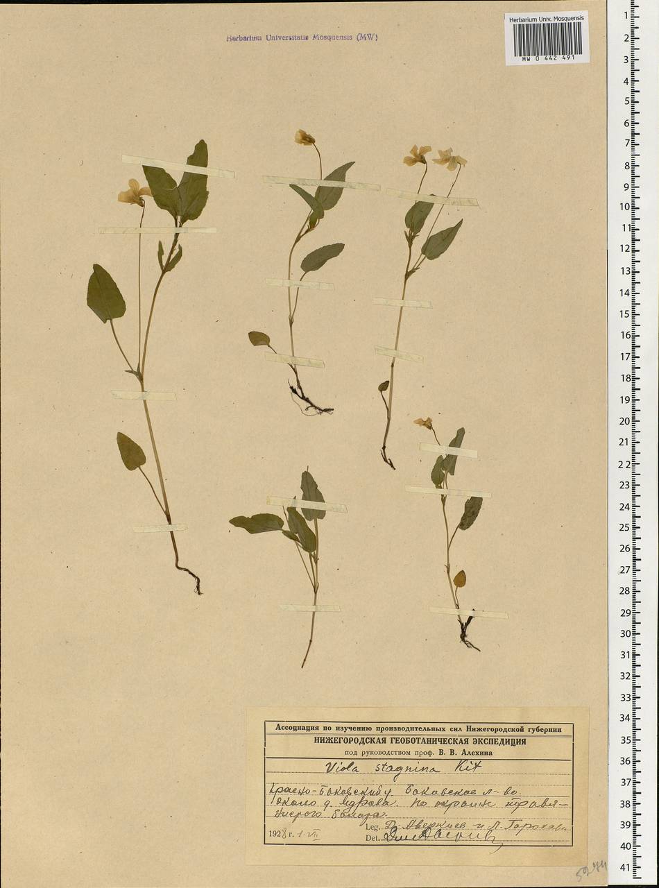 Viola stagnina Kit., Eastern Europe, Volga-Kama region (E7) (Russia)