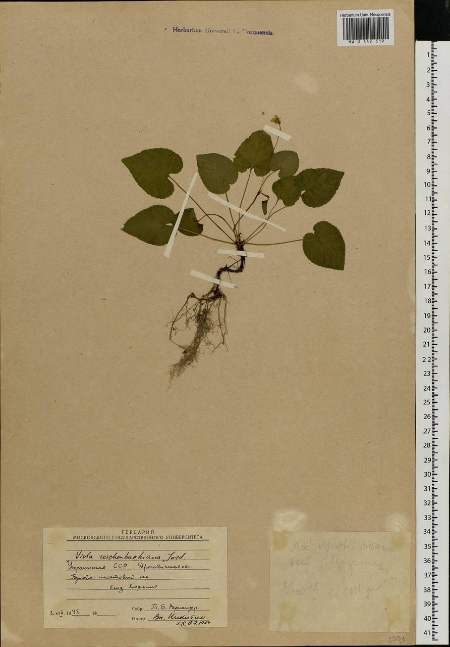 Viola reichenbachiana Jord. ex Boreau, Eastern Europe, West Ukrainian region (E13) (Ukraine)