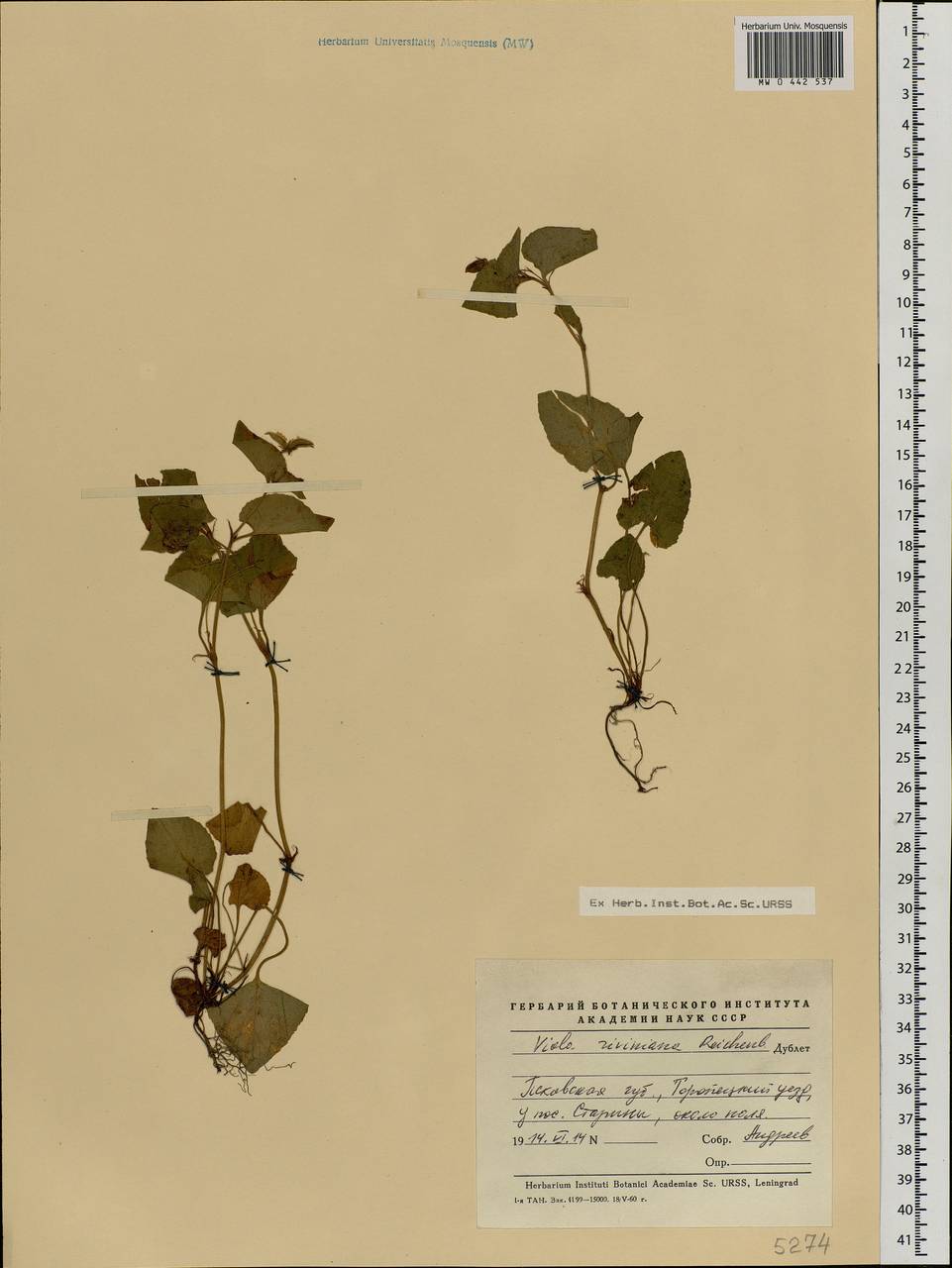 Viola riviniana Rchb., Eastern Europe, North-Western region (E2) (Russia)