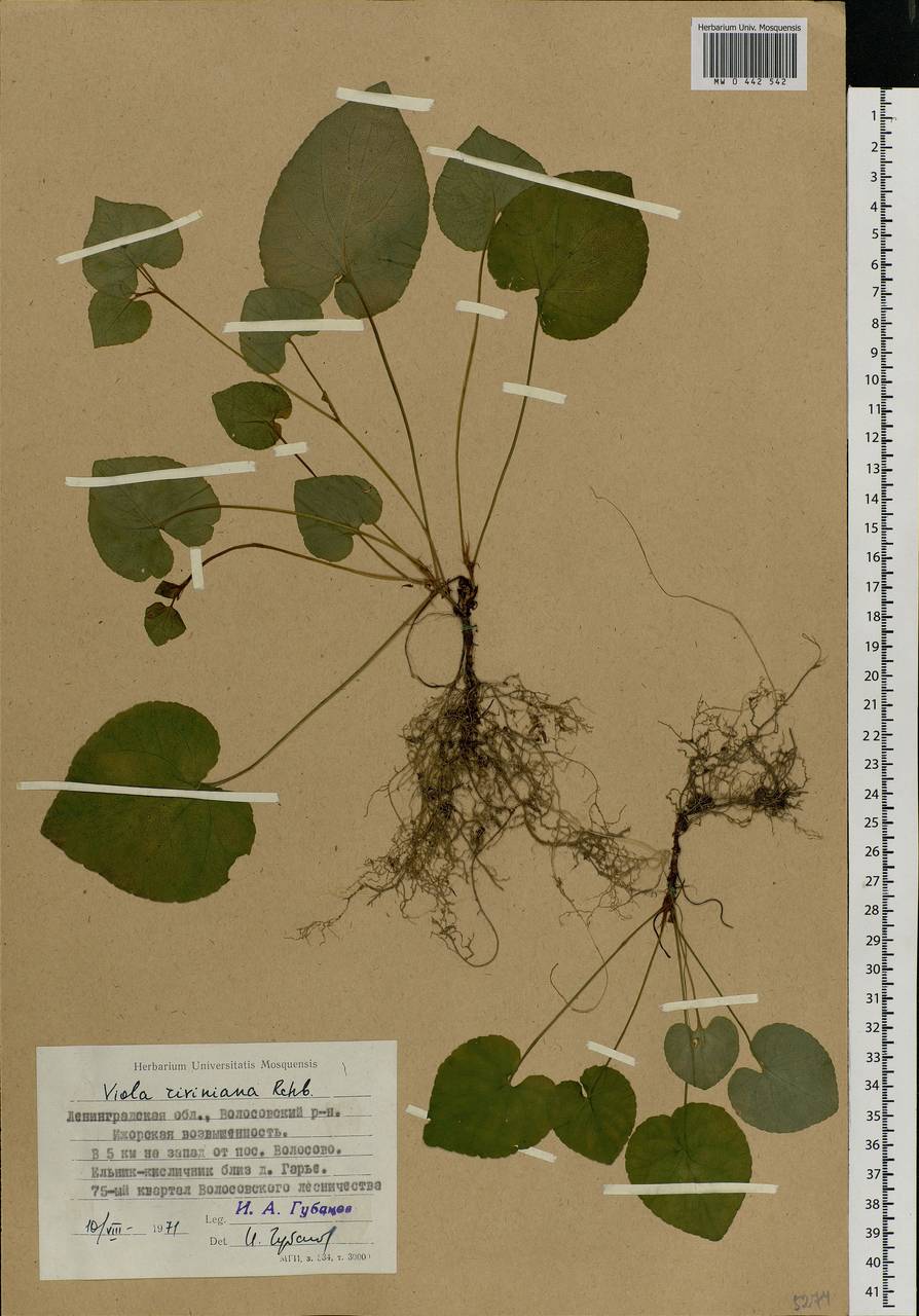 Viola riviniana Rchb., Eastern Europe, North-Western region (E2) (Russia)