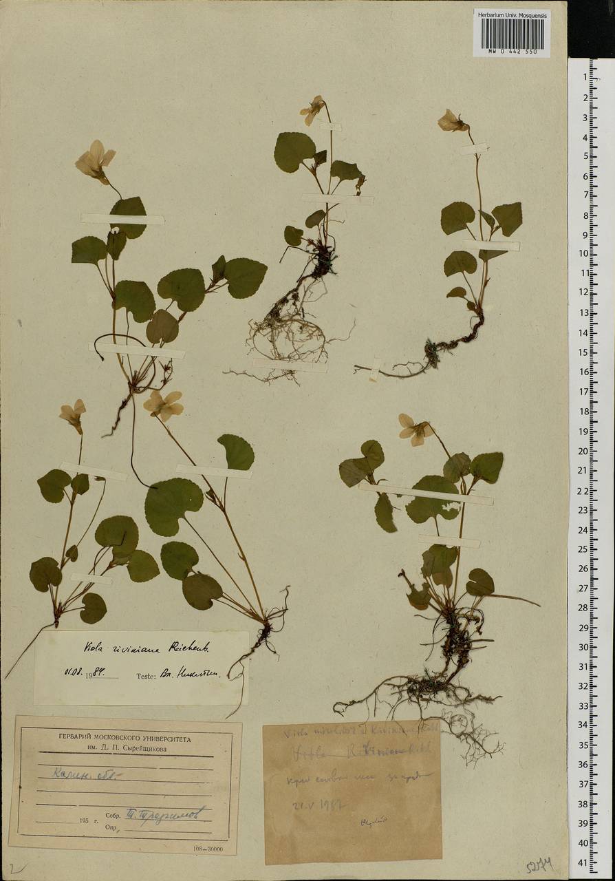 Viola riviniana Rchb., Eastern Europe, North-Western region (E2) (Russia)