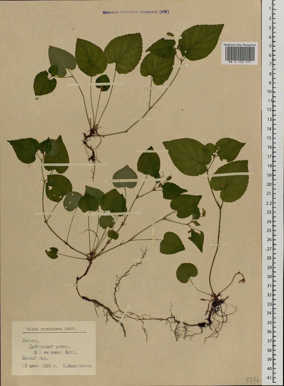 Viola riviniana Rchb., Eastern Europe, Latvia (E2b) (Latvia)