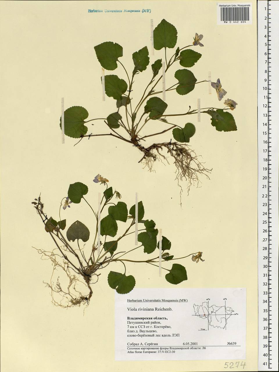 Viola riviniana Rchb., Eastern Europe, Central region (E4) (Russia)