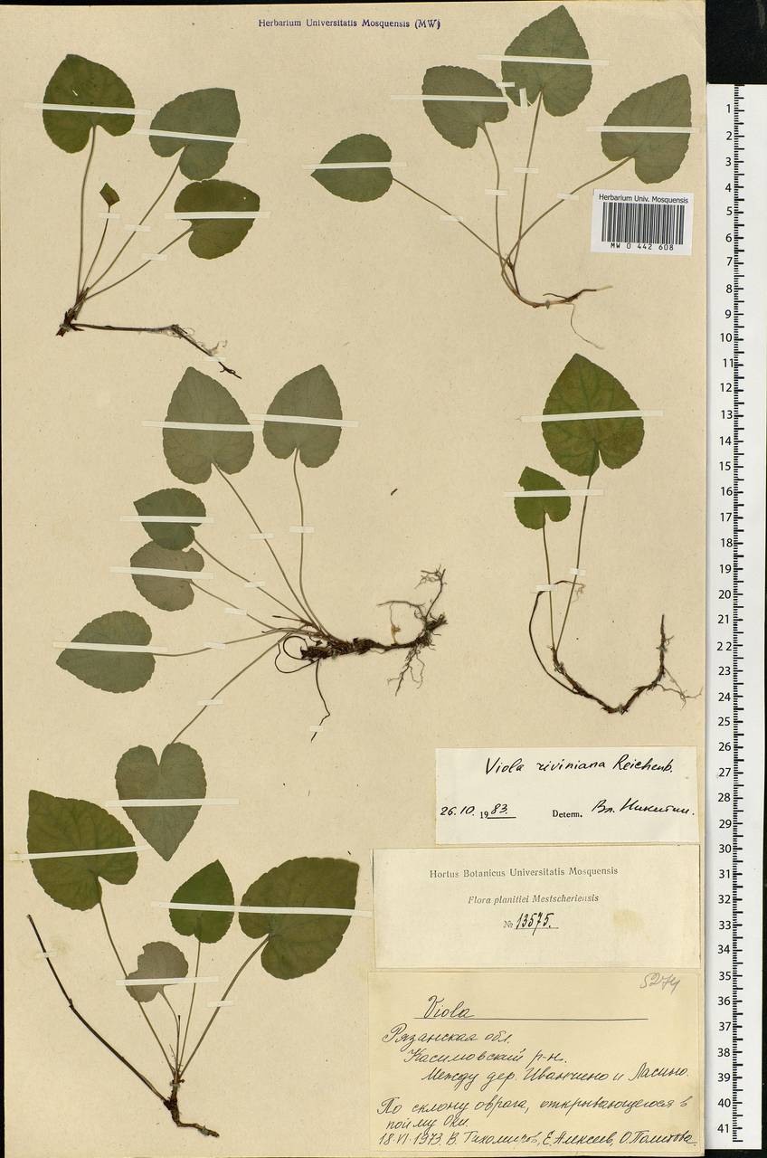 Viola riviniana Rchb., Eastern Europe, Central region (E4) (Russia)