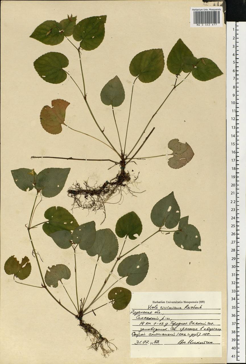 Viola riviniana Rchb., Eastern Europe, Central region (E4) (Russia)