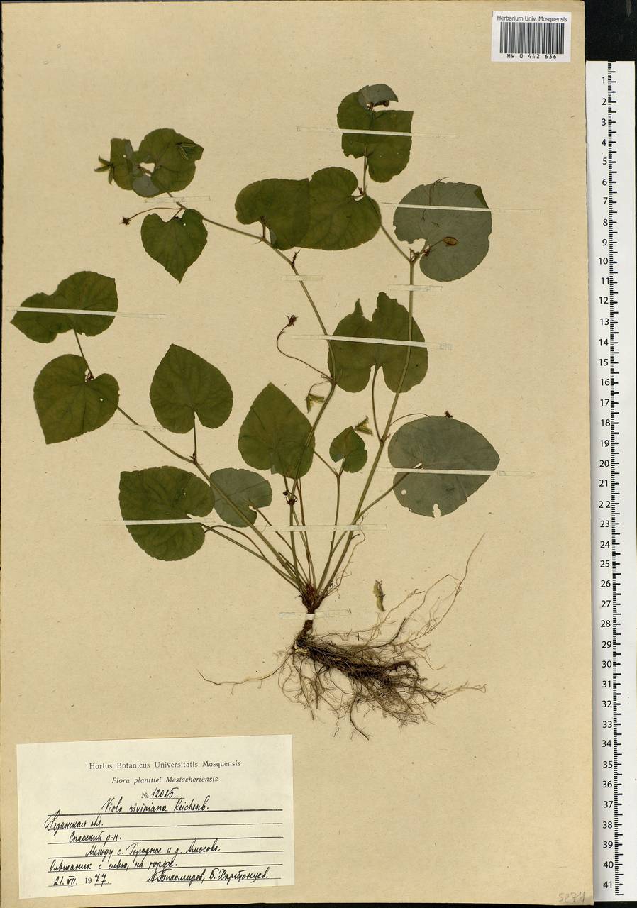 Viola riviniana Rchb., Eastern Europe, Central region (E4) (Russia)