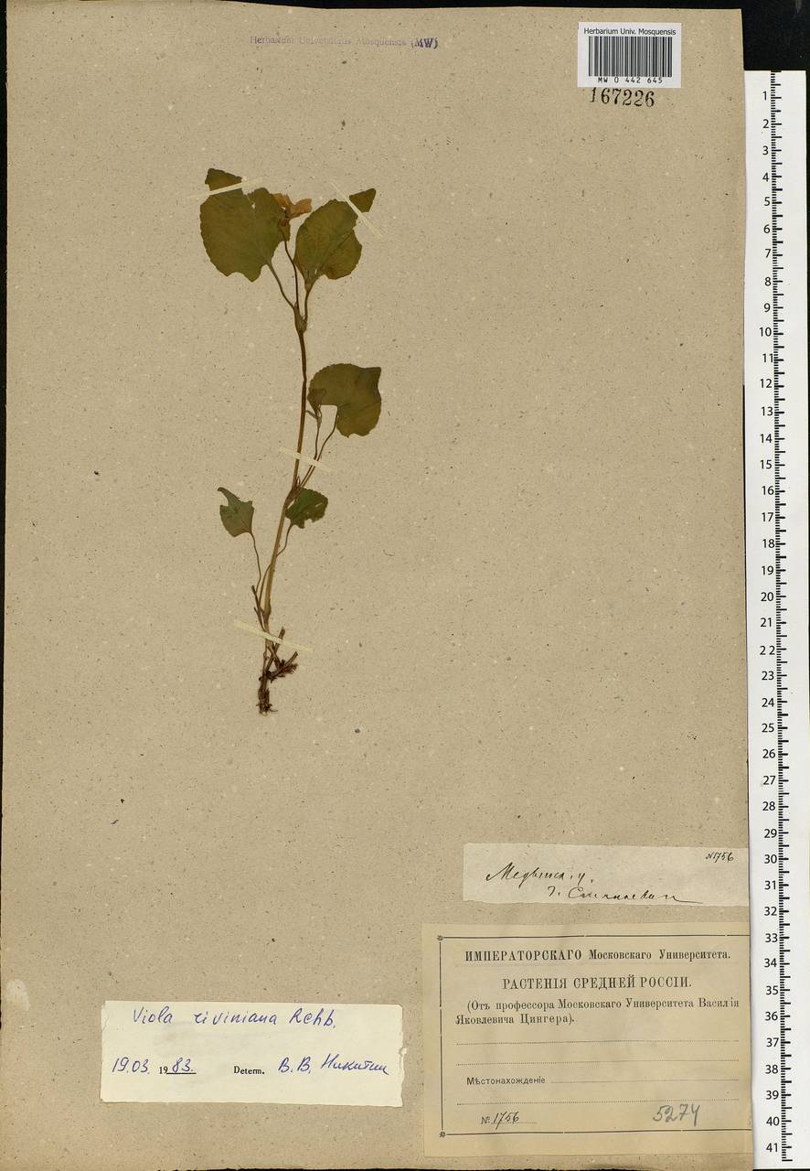 Viola riviniana Rchb., Eastern Europe, Central region (E4) (Russia)
