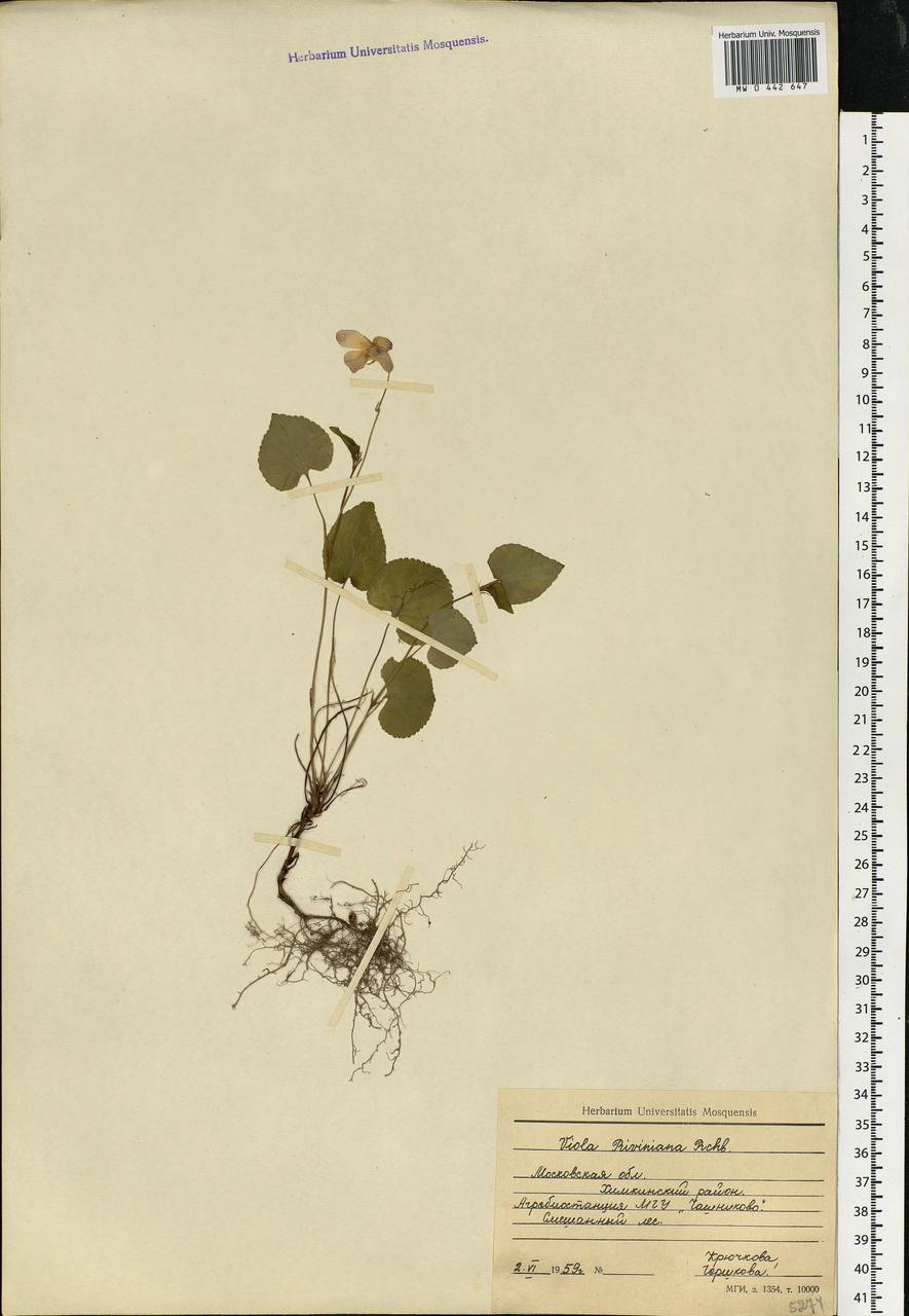 Viola riviniana Rchb., Eastern Europe, Moscow region (E4a) (Russia)