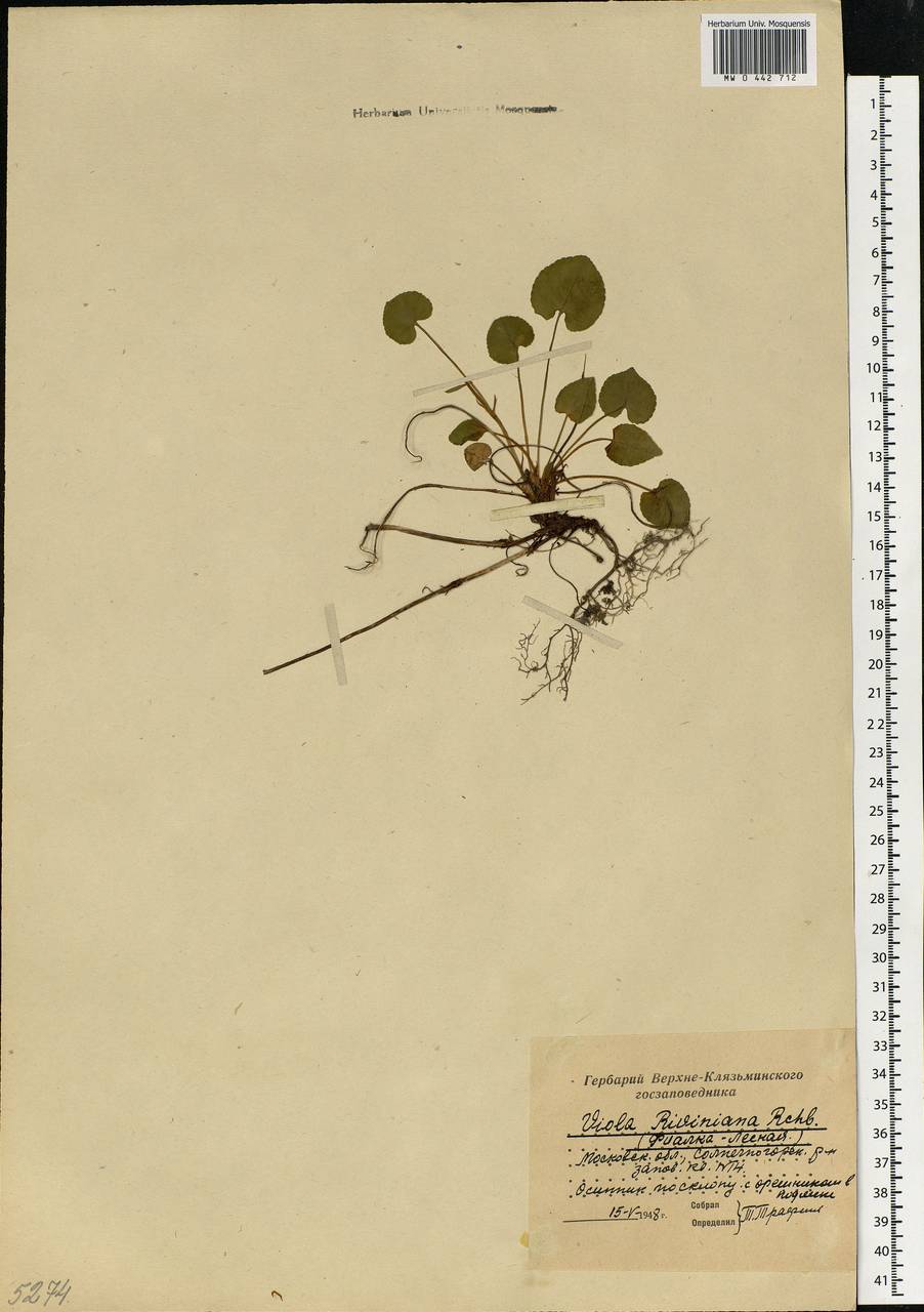 Viola riviniana Rchb., Eastern Europe, Moscow region (E4a) (Russia)